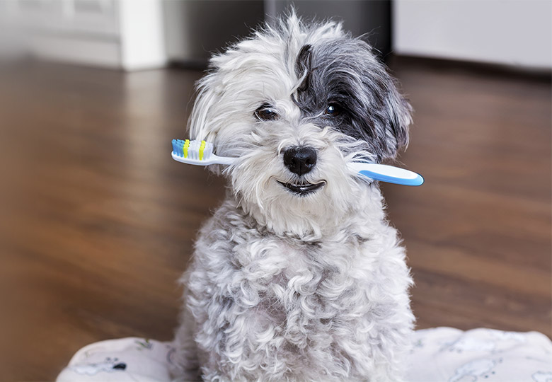 Dental Care