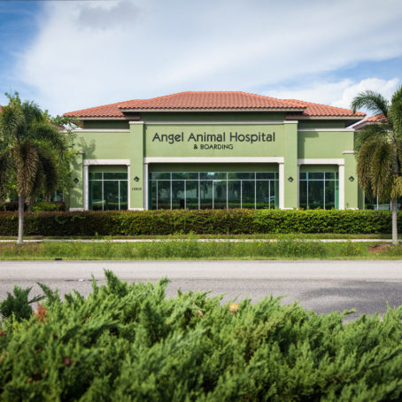 Animal Hospital Image