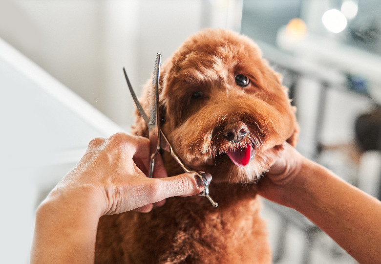 Shear Angel Grooming