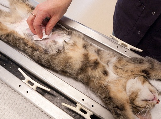 Lush How Much To Get Cat Neutered Scene for Mobile Lush How Much To Get Cat Neutered Scene for Mobile